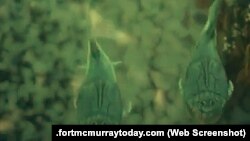 تصویر بازسازی شده ماهی‌های باستانی 