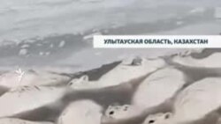 Массовый падеж сайги в Казахстане: причиной гибели животных называют суровую зиму