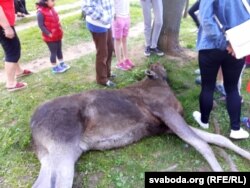 Ля здохлага лася сабралася нямала людзей