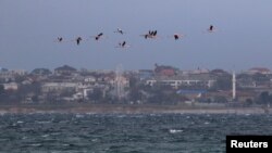 Штормящее зимнее море и пролетающие над ним фламинго. Крым, село Межводное. Архивное фото