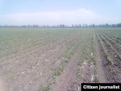 Ўзбекистон ҳукуматининг мажбурий меҳнатга чек қўйиш ҳақида олган мажбуриятларига қарамай давлат ишчиларининг дала меҳнатига жалб этилиши ҳар йили кузатилади.