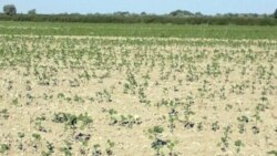 Bugdaý plany doldurylan Türkmenistanda pagtaçylar tehnika, dökün we suw ýetmezçiliginden kösenýär