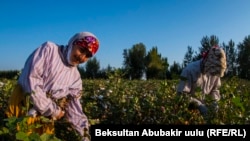 Дилшода курбусу менен пахта талаасында.
