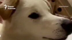 Судьба собаки из Атырау