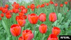 П’ять із призначених поїздів – у карпатському напрямку