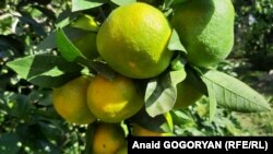 В районах Абхазии начался сезон сбора цитрусовых. Мраморный клоп практически не нанес вреда урожаю