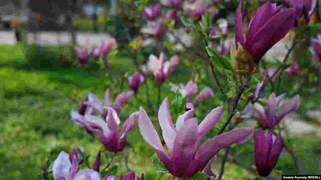 Bala bağçasında magnoliyanıñ güllemesi