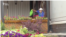 Kazakhstan - Man watering flowers. Nur-Sultan. Video grab. 