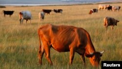 Средства на развитие животноводческих ферм заложены и в новой инвестпрограмме. В соответствии с ней комплекс на 190 голов скота планируется запустить в 2015 году