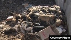 Свалка трупов бродячих животных. Село Жетекши Павлодарской области, 12 октября 2011 года.   
