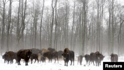 Зубри за 30 кілометрів від Чорнбильської АЕС