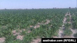 Illýustrasiýa suraty