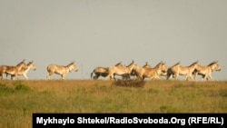 Збиток від вивезення рідкісних тварин оцінили у 85 мільйонів 200 тисяч гривень – Держекоінспекція України