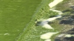 Սևանի անսովոր գույնն ու հոտը նահանջում են