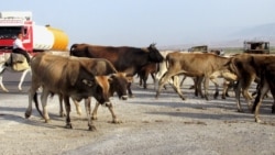 Diňle: Daşoguzda sygyrlar ölýär, lukmanlar 'keselli etden' iýmezlige çagyrýar