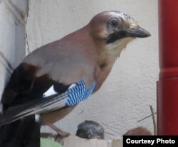 Сойка на гнязьдзе