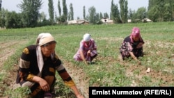 Талаада иштеген аялдар