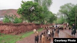 Ўзбекистон ҳукумати 2009 йилда қишлоқларда 550 минг иш ўрни яратмоқчи, жумладан, чорвачиликда 7000 янги иш ўрнининг пайдо бўлиши иддао қилинмоқда.