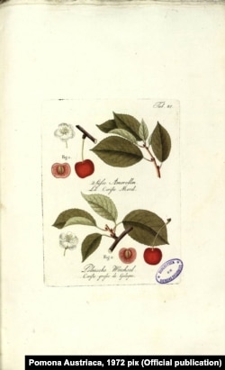 Так виглядала клепарівська череха