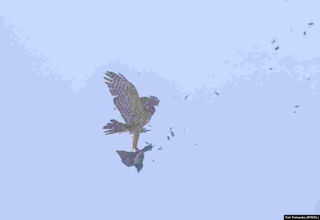 Завдання&nbsp;пройдене:&nbsp;балобан&nbsp;зловив&nbsp;голуба