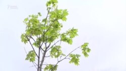 Мэрия тогуз миң сомдук көчөттү көрсөттү