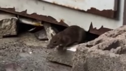 Diňle: Türkmenabadyň deslapky tussaghanasynda alakgalar tussaglary dişleýär