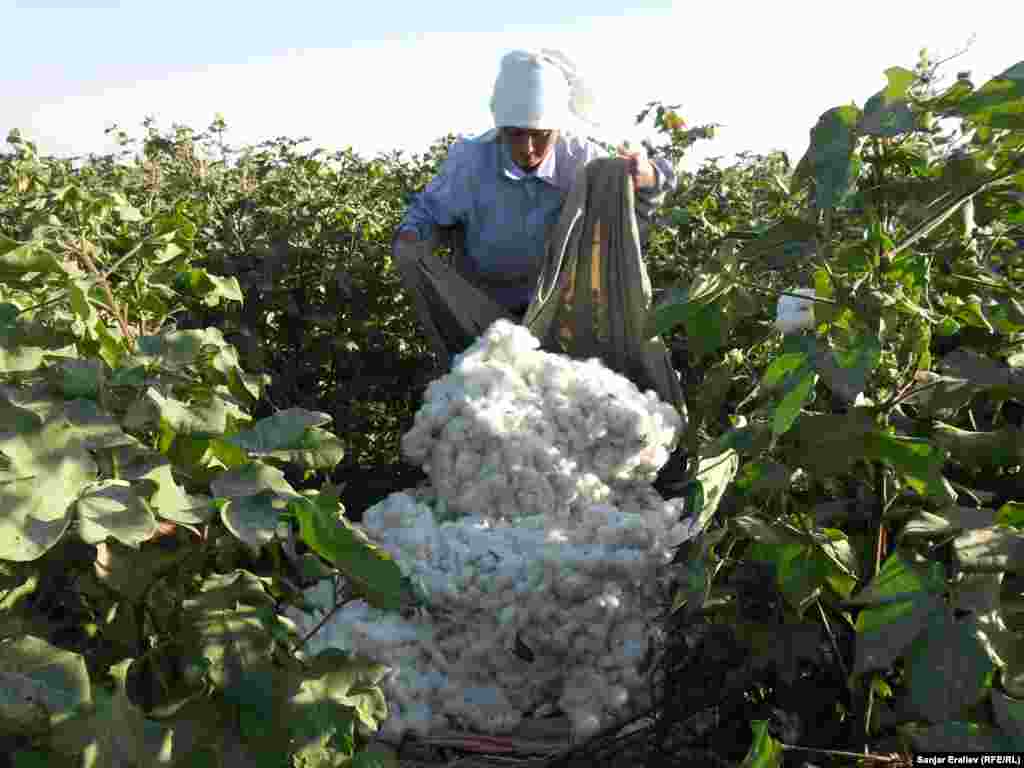Один килограмма хлопка скупщики покупают всего по 4-5 сома