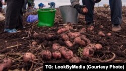 Уборка бульбы ў Беларусі. Архіўнае фота