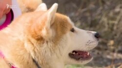 Мээримге муктаж жаныбарлар