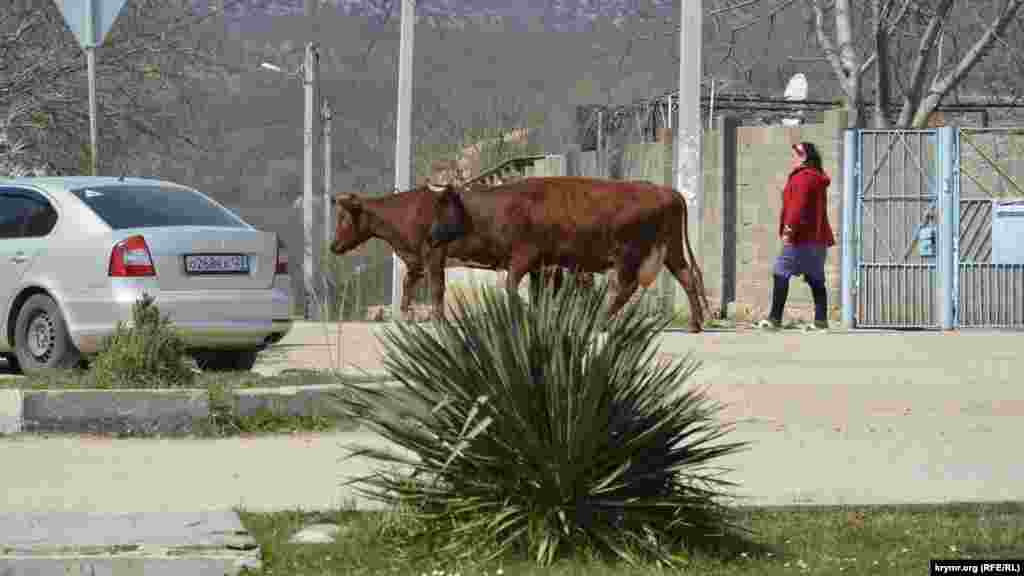Yerli sakinler, çoqusı alda, köy hocalığınen oğraşa - ayvan tuta, satlıqqa sebze ve meyva östüre