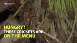 Bugs For Dinner In Belarus