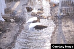 Ördekler Hojakurgança obasynda bir gün boldular. Telewizora düşürilenden soň olar ýitdi.