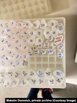 Узоры, атрыманыя з розных раквых клетачных ліній. Фота з прыватнага архіву Максіма Домніча