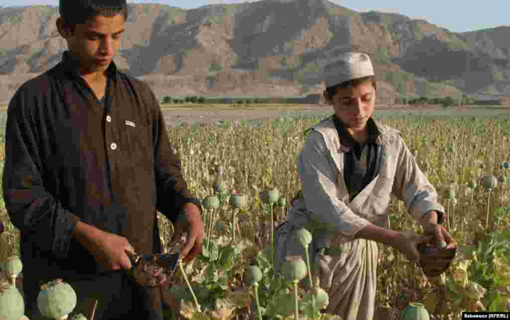 14 яшьлек Нигъматулла белән 12 яшьлек Атаулла Кабулдан көнчыгышта, Әфганстанның Нангарһар виләятендә мәк басуында эшли. Алар мәктәпкә укырга керергә тели, әмма авылларындагы мәктәптә аларга урын җитмәгән. Икесе дә үскәч табиб булырга тели.