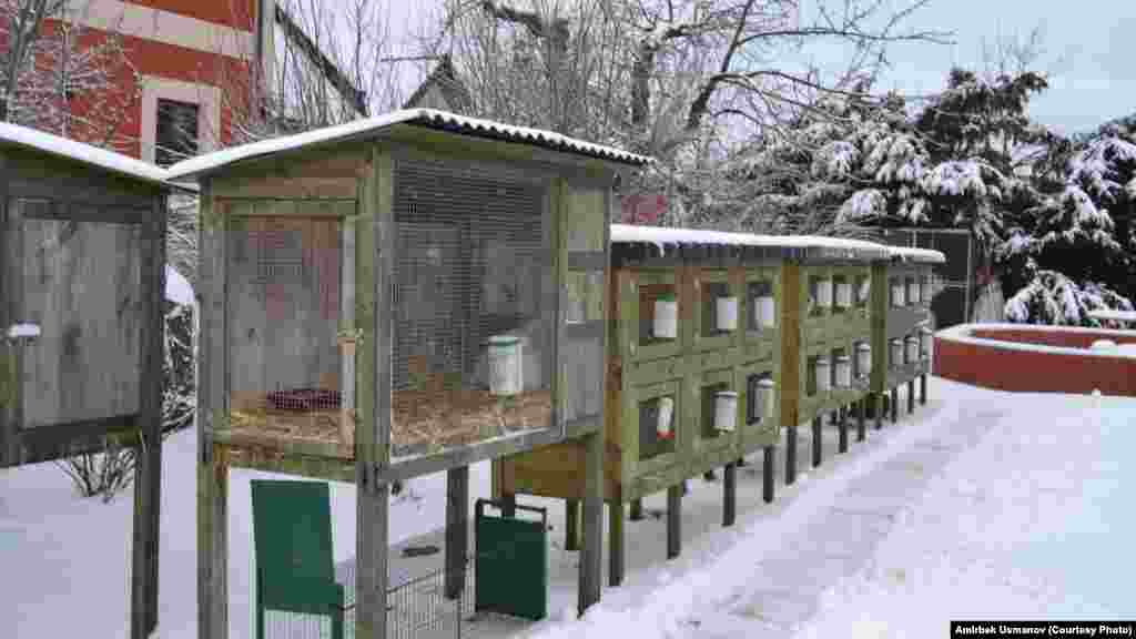 Илбирске жем болчу коёндордун күркөсү