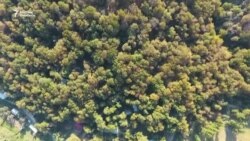 Жаңгак менен жан сактаган эл