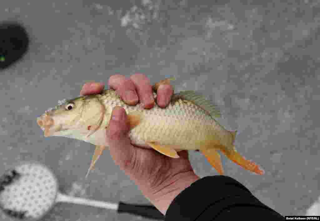 Попадаются и такие экземпляры, что редкость для этого времени года и места.