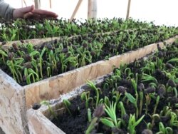 Ящики с саженцами кедра