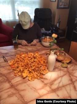 Александр Генис сортирует лисички