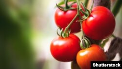 Illýustrasiýa suraty