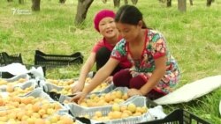 Ысык-Көл: өрүктүн баасы өйдөлөй элек