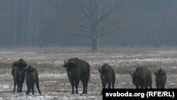 Зубры ў Белавескай пушчы, архіўнае фота