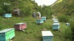 Аары багуунун мээнети күч