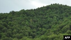 Տեսարան՝ Հաղարծինի անտառից, արխիվ 