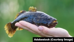 Ратан-галавешка