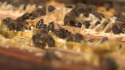 Як німці рятують бджіл – відео