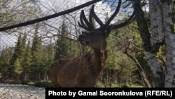 Маралы в Аксы.