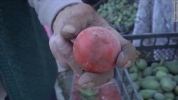 Олимпиада для Сочи: благо или напасть?