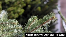 Власти решили предотвратить массовую вырубку елей в предновогодний период, и штрафы за это увеличили в 20 раз. Отныне нарушителям закона елка может обойтись почти в 600 долларов!