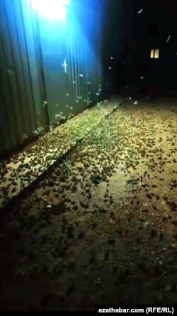 Hökümetiň baş galdyrmaýan 'çekirtge howpy'